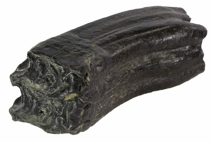 Pleistocene Aged Fossil Horse Tooth - Florida #87278